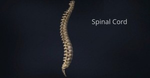 Removal of Spinal Cord Tumors in Orange County by Dr. Louis