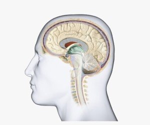 Pituitary Tumors Treatment