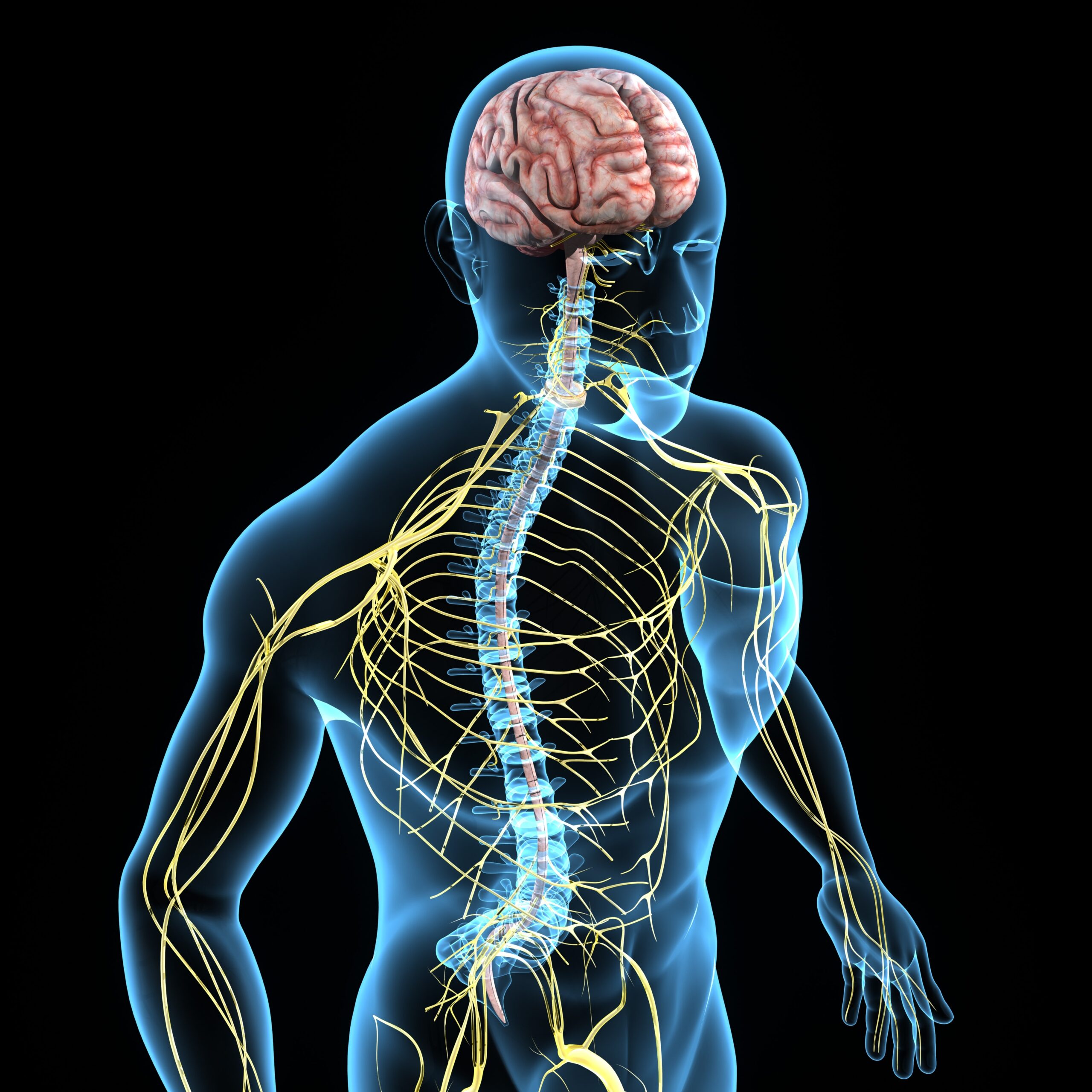 Rendering of nervous system and spinal cord